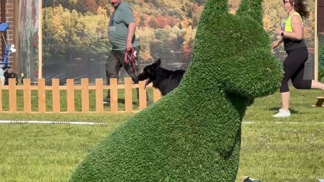 ОТКРЫТЫЙ СУКИ ДШ / КЧК БРОННИЦЫ 24 мая`25 F.Bogoeski, О.Васильев Моно немецких овчарок