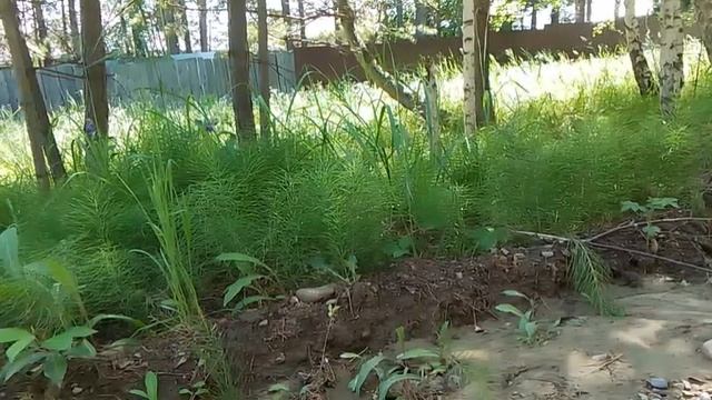 Теплый летний день в зеленом пригороде смотреть онлайн