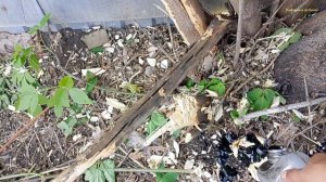 Отработка Как Средство от Роста Клёна.