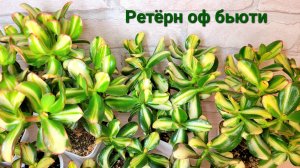 Крассула Ретёрн оф бьюти. Описание сорта.