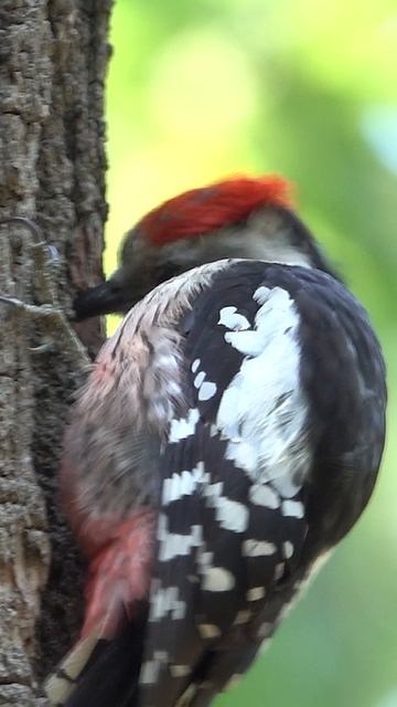 Средний пёстрый дятел смотреть онлайн