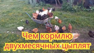 Как я,кормлю своих двухмесячных цыплят ,без вредных добавок.