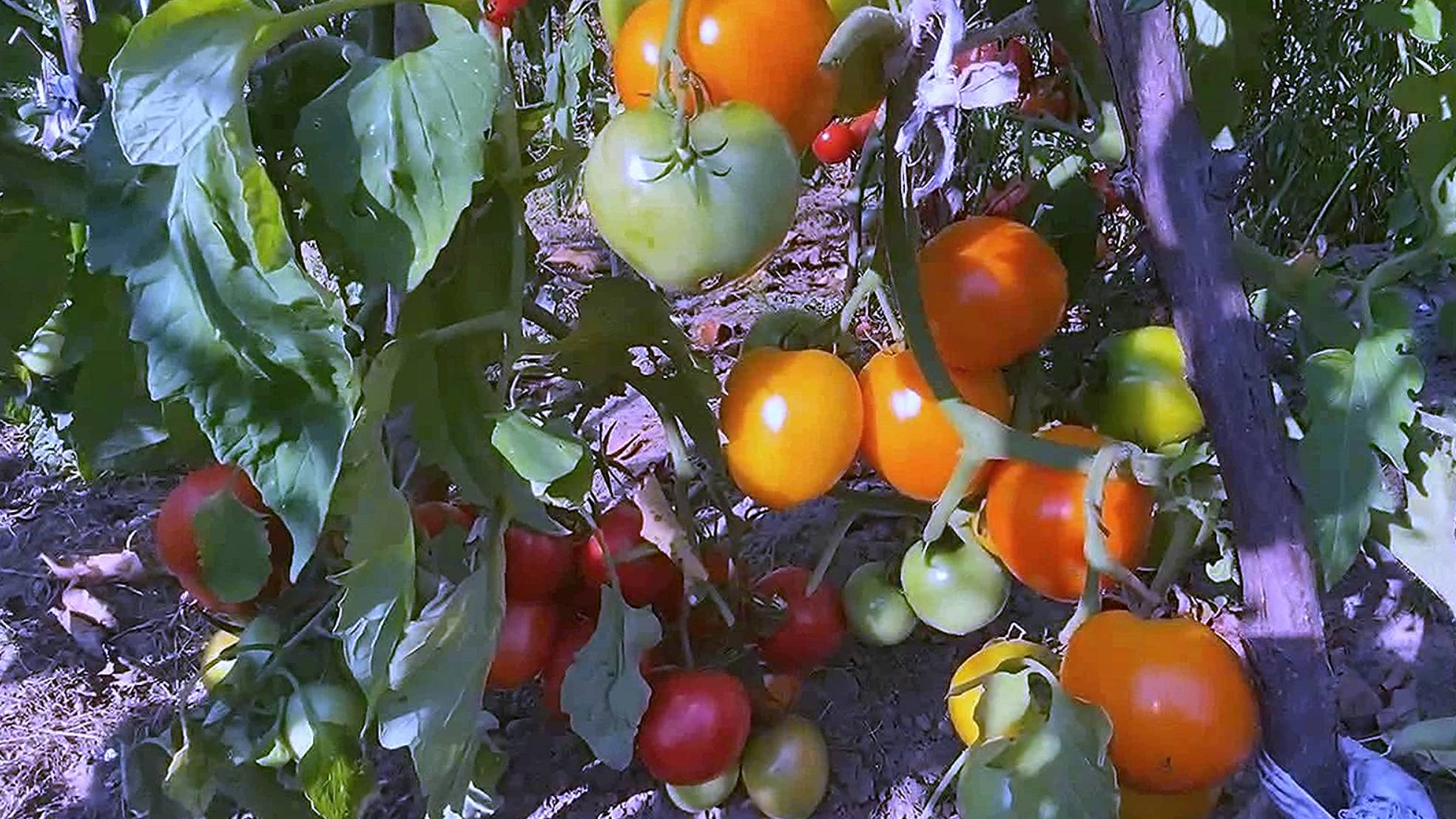 ЛУННЫЙ ПОСЕВНОЙ КАЛЕНДАРЬ ОГОРОДНИКА НА ИЮЛЬ 2025. Что и когда посеять в июле. смотреть онлайн