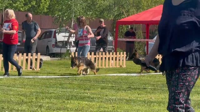 ЩЕНКИ СУКИ / КЧК БРОННИЦЫ 24 мая`25 F.Bogoeski, О.Васильев Моно немецких овчарок