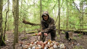 ОНИ ПОВСЮДУ! ГРИБНОЕ БЕЗУМИЕ! ТАЙГА КОРМИТ. ГРИБЫ 2025.