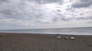 Абхазия Цитрусовый совхоз Бамбук Цены в кафе Погода Море Пляж Волны 1 июля 2025 г.