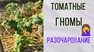 Томатные гномы. Первое разочарование.