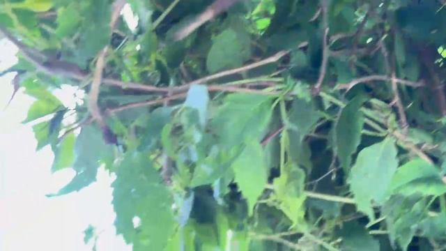 Дом в продаже (г. Вичуга) смотреть онлайн