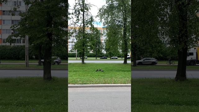 Воронята просят маму поделиться вкусняшкой 01.07.2025 смотреть онлайн