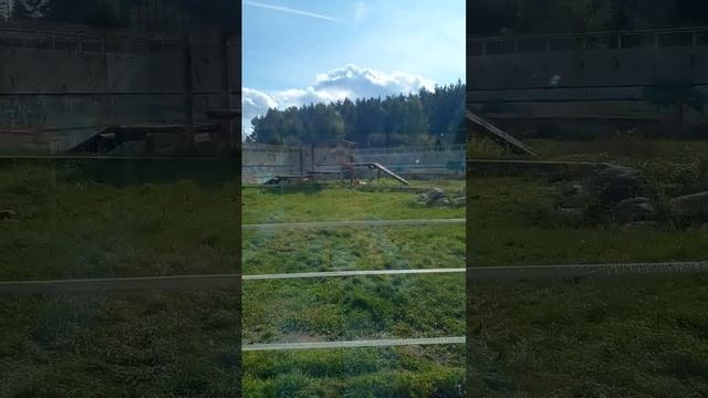 Как считаете, нормально тут льву?