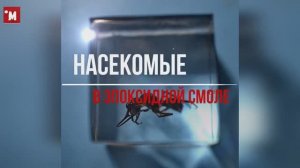 Делай так или лучше. Муравьи и насекомые в эпоксидной смоле. Поделки