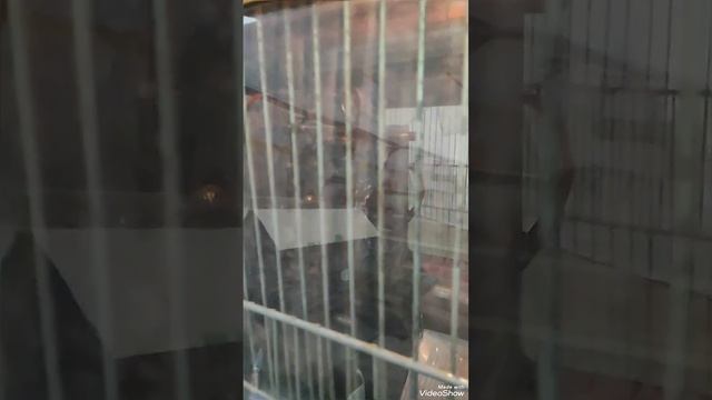 ИЗОДОМ, работа наладчика автоматизировать процесс если это возможно