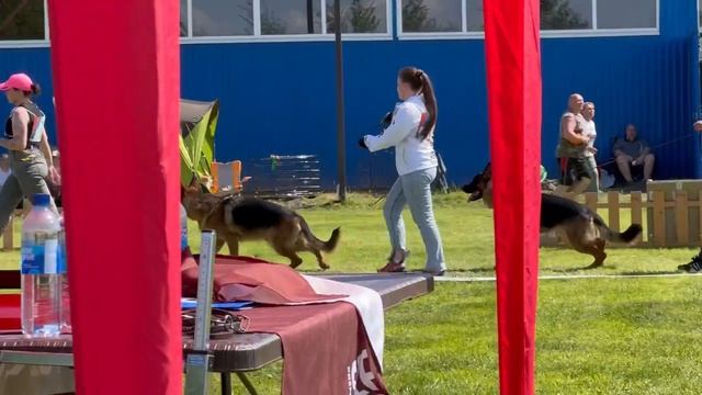 ЮНИОРЫ КОБЕЛИ / КЧК БРОННИЦЫ 24 мая`25 F.Bogoeski, О.Васильев Моно немецких овчарок