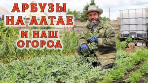 Первый арбуз уже на подходе! Обзор огорода после июньских заморозков 🌞🍉