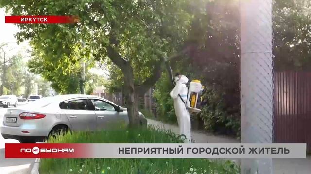 Истребить горностаевую моль никак не получается в Иркутске смотреть онлайн