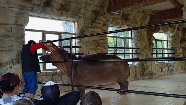 Бахчисарайский парк-миниатюр
Чистка зубиков у бегемота 🦛