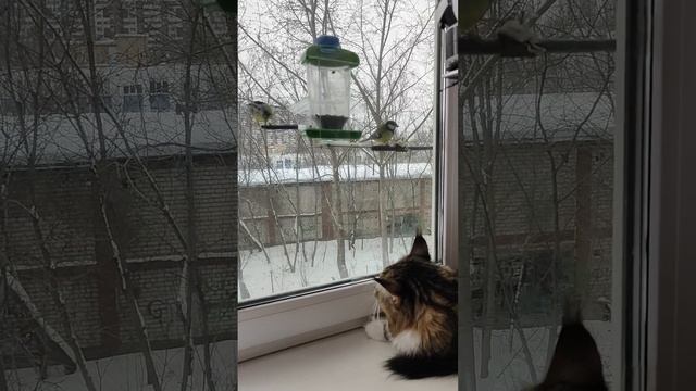 Кот и кормушка смотреть онлайн