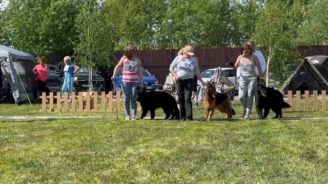 ЮНИОРЫ СУКИ ДШ / КЧК БРОННИЦЫ 24 мая`25 F.Bogoeski, О.Васильев Моно немецких овчарок