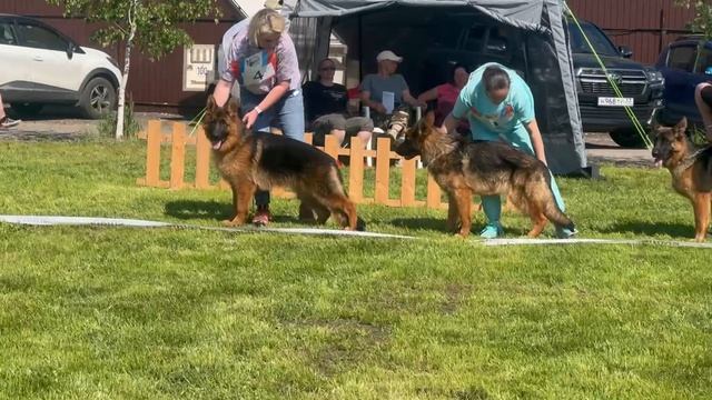 ЩЕНКИ КОБЕЛИ / КЧК БРОННИЦЫ 24 мая`25 F.Bogoeski, О.Васильев Моно немецких овчарок