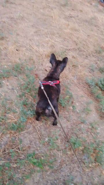 первое реал лайф видео