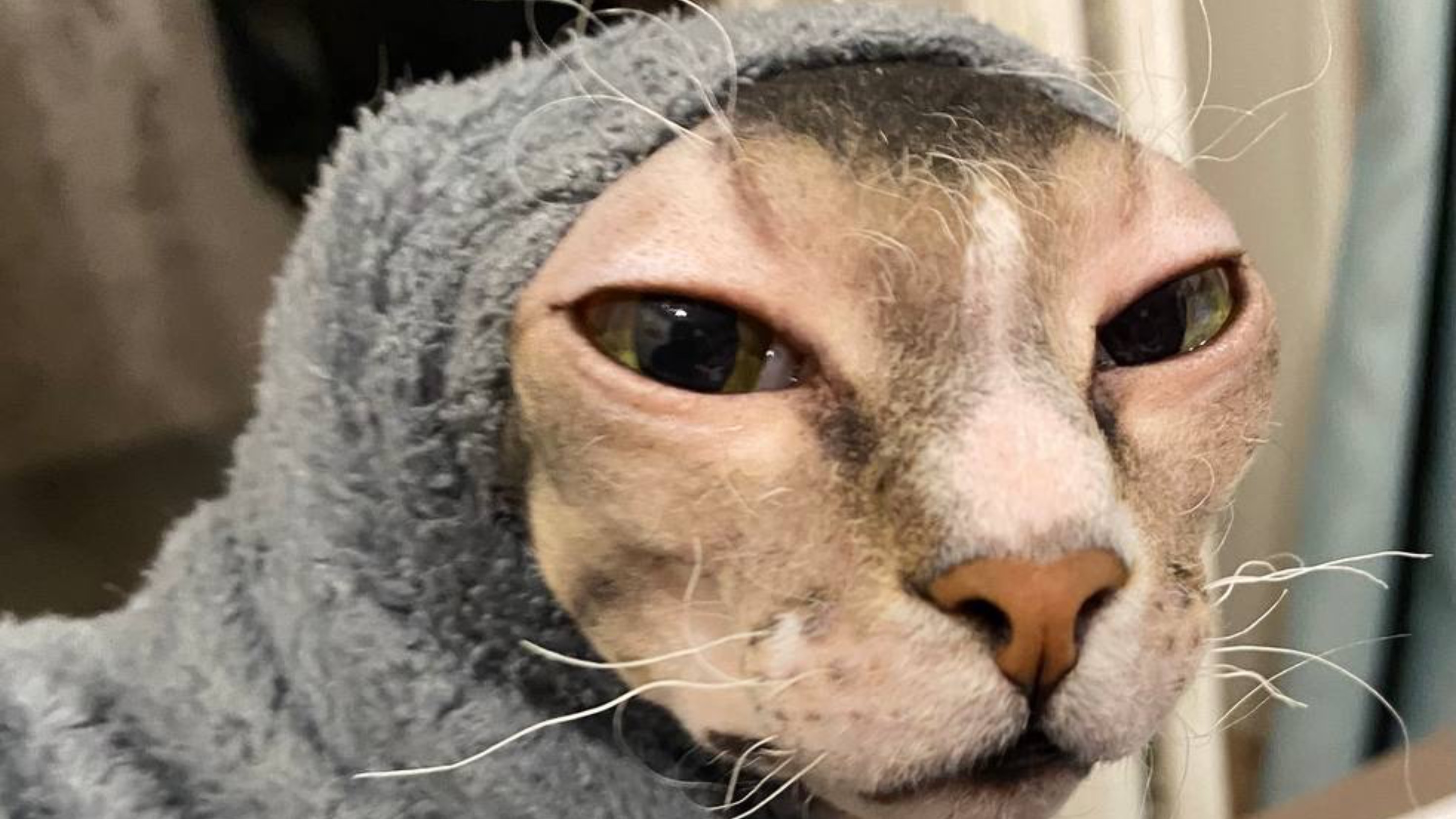 Собака попрошайничает. Пушистая и лысый друг