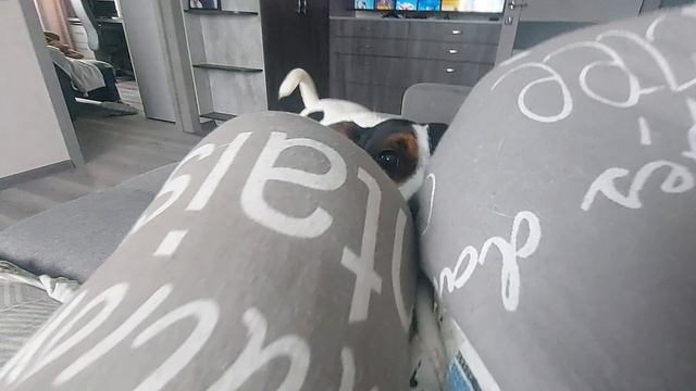 Игры.Бешеные псы. Джек рассел. Футбол