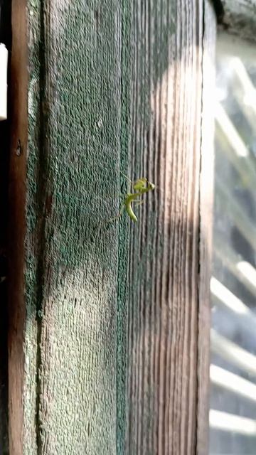 богомол..., появились первые богомолы смотреть онлайн