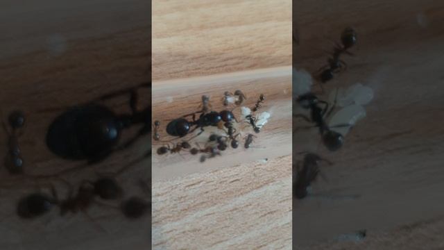что же произошло с messor barbarus и история колонии смотреть онлайн