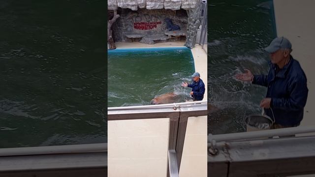 Бахчисарайский парк-миниатюр
Выступление при кормлении морского котика