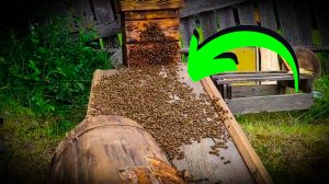 Вот это ЗРЕЛИЩЕ! Рой пчёл заходит в улей строем, как на параде