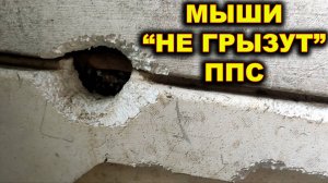 Как мыши грызут ППС ульи.)