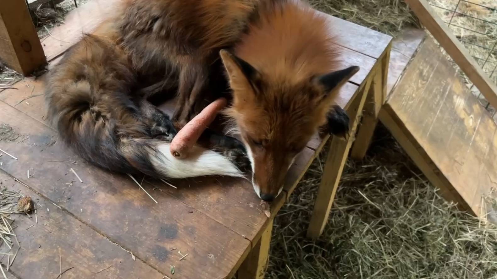 Лиса-Алиса. Лис, который любит грызть морковку смотреть онлайн