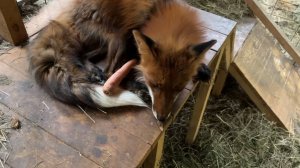 Лиса-Алиса. Лис, который любит грызть морковку