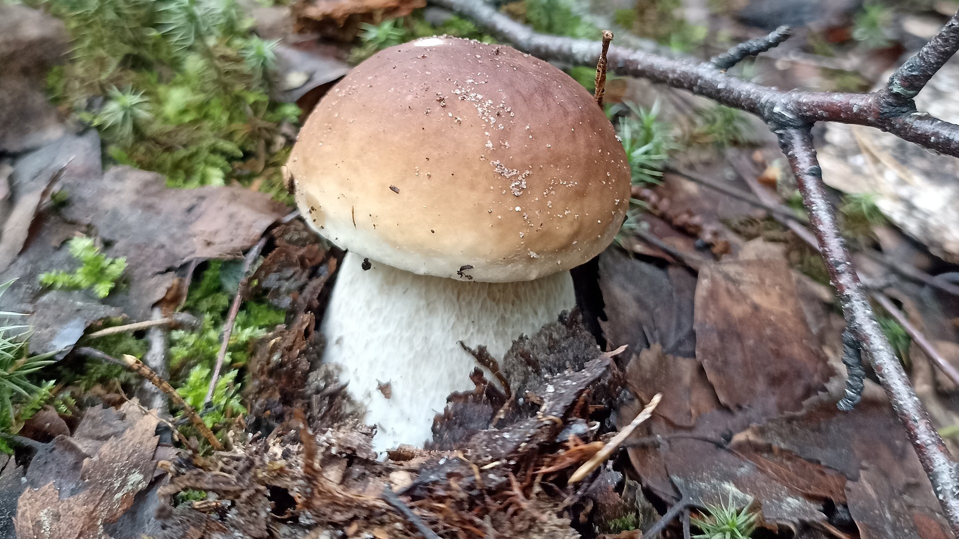 ЛУЧШИЙ ПОХОД ПО ГРИБЫ! Июль 2025 смотреть онлайн