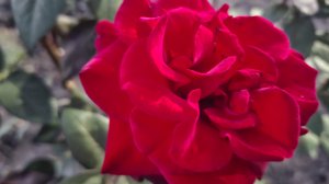 Розы-это вещь!🫠 Стройка продолжается. Заготовочки. Наша жизнь на юге.