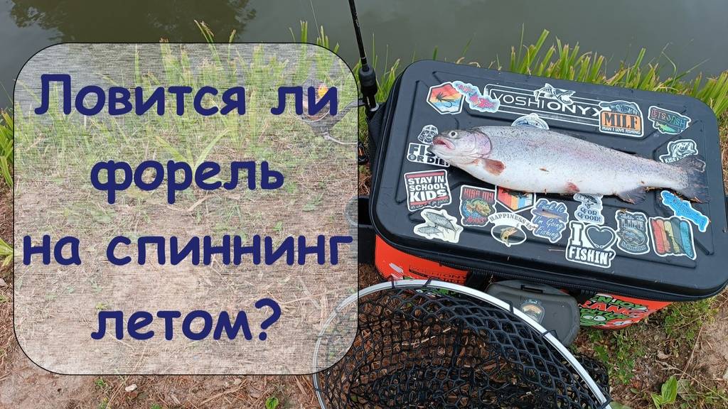 ловится ли форель на спиннинг летом? смотреть онлайн