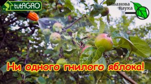 ОБРАБОТКА ПРЯМО ПО ПЛОДАМ: самая главная обработка яблонь и груш от болезней и вредителей.