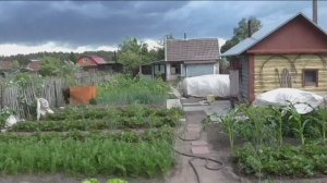 Ураган на участке, Барнаул.