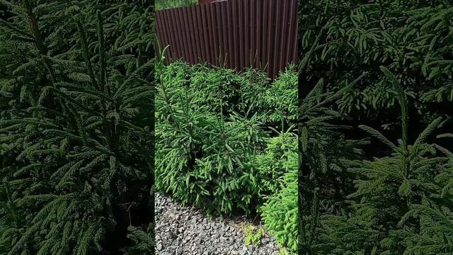 Живая изгородь из лесных елей. смотреть онлайн