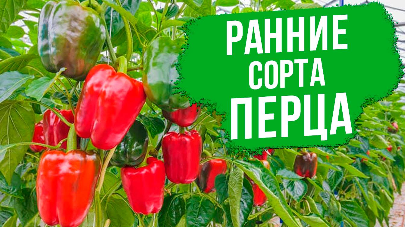Какие сорта перца самые ранние?