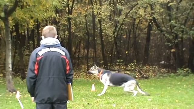 ВЕО Тэриэль Триада Торрэс - Соревнования по ОКД - ВАРЯГ 08 10 2016