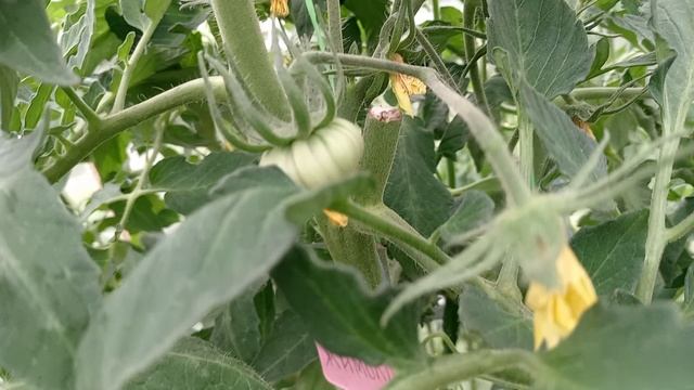 НАЧАЛО ИЮЛЯ. ТОМАТЫ В ТЕПЛИЦЕ НЕ РАДУЮТ. смотреть онлайн