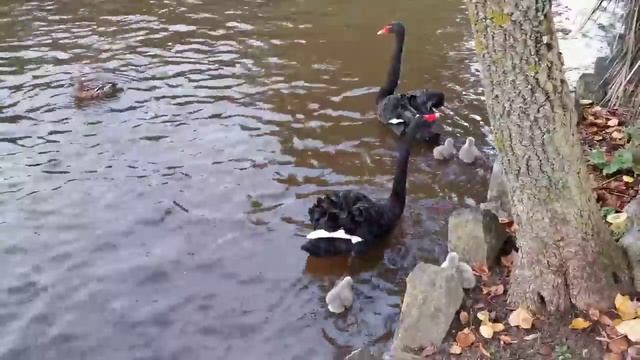 В нашем парке. - Лебеди на прогулке. смотреть онлайн