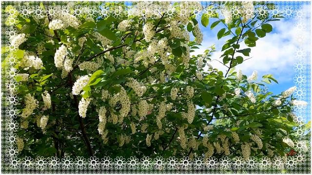 ОЛЬГА ВОРОНЕЦ. ЗА РЕКОЙ ЧЕРЁМУХА КОЛЫШИТСЯ