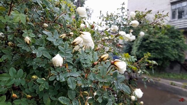 ИГОРЬ ТАЛЬКОВ. ЛЕТНИЙ ДОЖДЬ