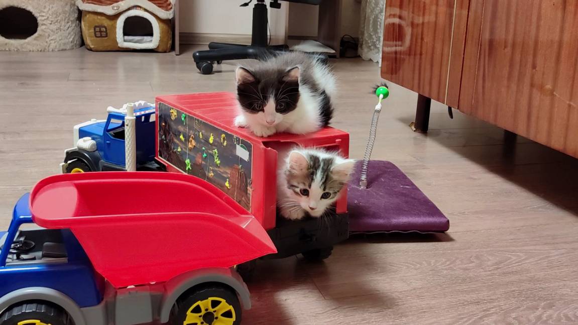 Котята, детские машинки. Веселая игра котят. смотреть онлайн