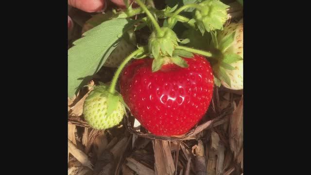 Обзор клубники сорта Перченкью #клубника #огород #Верадача смотреть онлайн