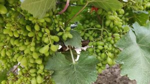 ВКУСНЕЙШИЙ СОРТ ВИНОГРАДА НА МОЁМ УЧАСТКЕ! 🍇🍇🍇 Telegram, WhatsApp Vlber +79528500417.