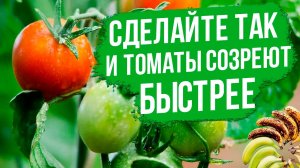 Как экологично ускорить созревание томатов?