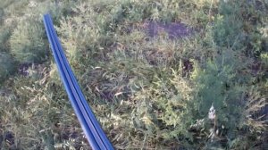 ОХОТА с КУРЦХААРОМ и ТОЗ БМ на полевую дичь.ОХОТА на ПЕРЕПЕЛА с ЛЕГАВОЙ! ПТИЦЫ ВАЛОМ!!!  Часть 1я